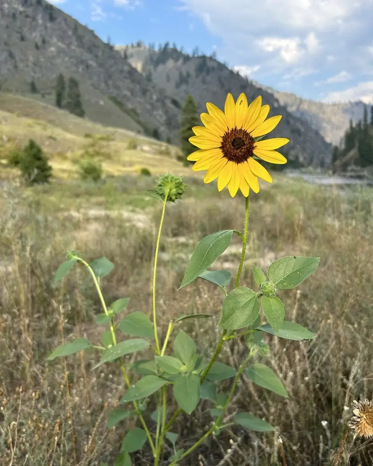 Common Sunflower (Helianthus annuus)