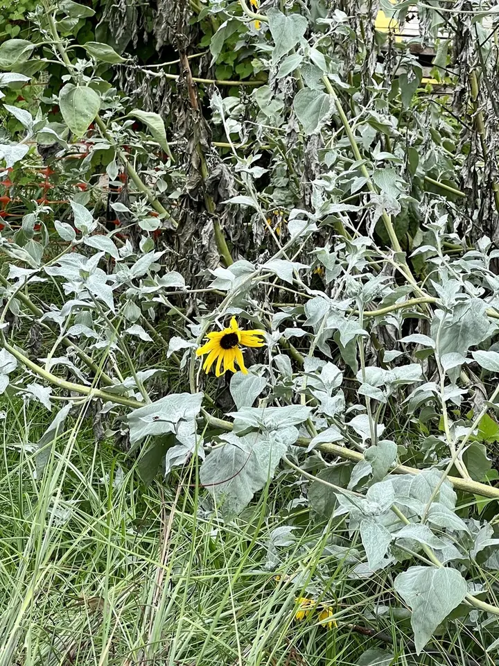 Silverleaf Sunflower (Helianthus argophyllus)