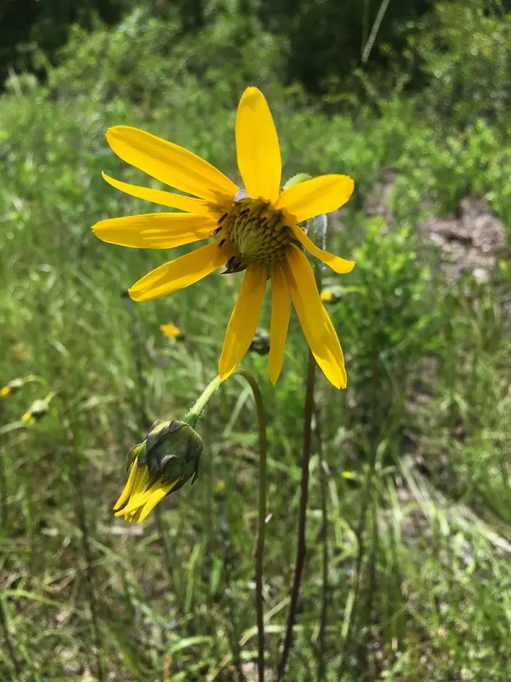 Flatwoods Sunflower (Helianthus carnosus)