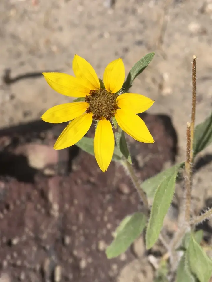 Dune Sunflower (Helianthus deserticola)