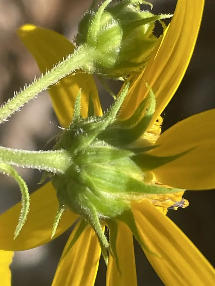 Woodland Sunflower (Helianthus divaricatus)
