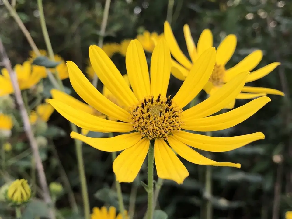 Florida Sunflower (Helianthus floridanus)