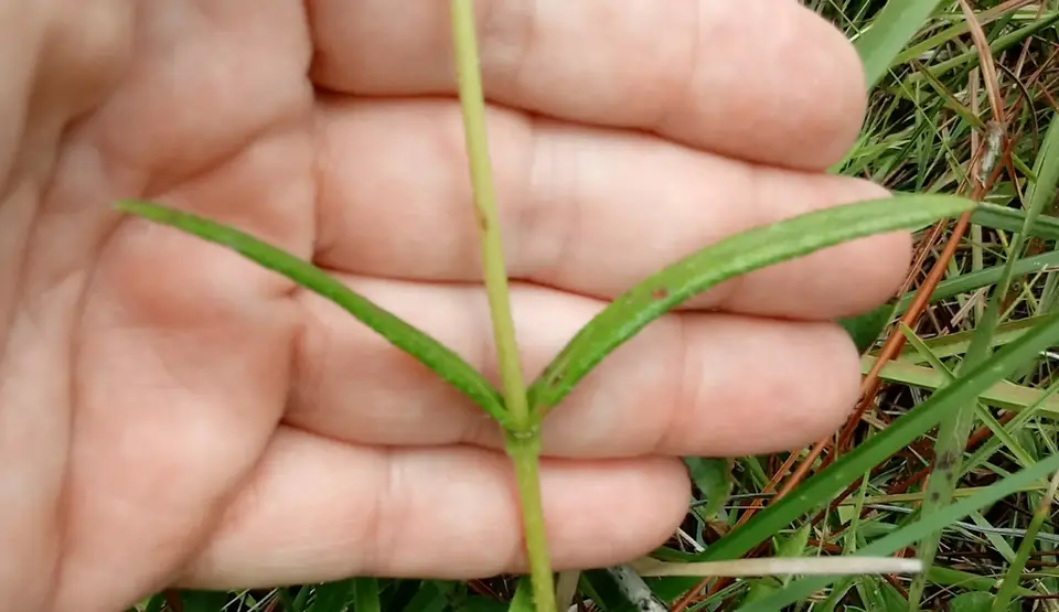 Variableleaf Sunflower (Helianthus heterophyllus)