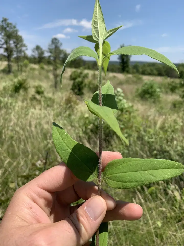 Stiff-Hair Sunflower (Helianthus hirsutus)