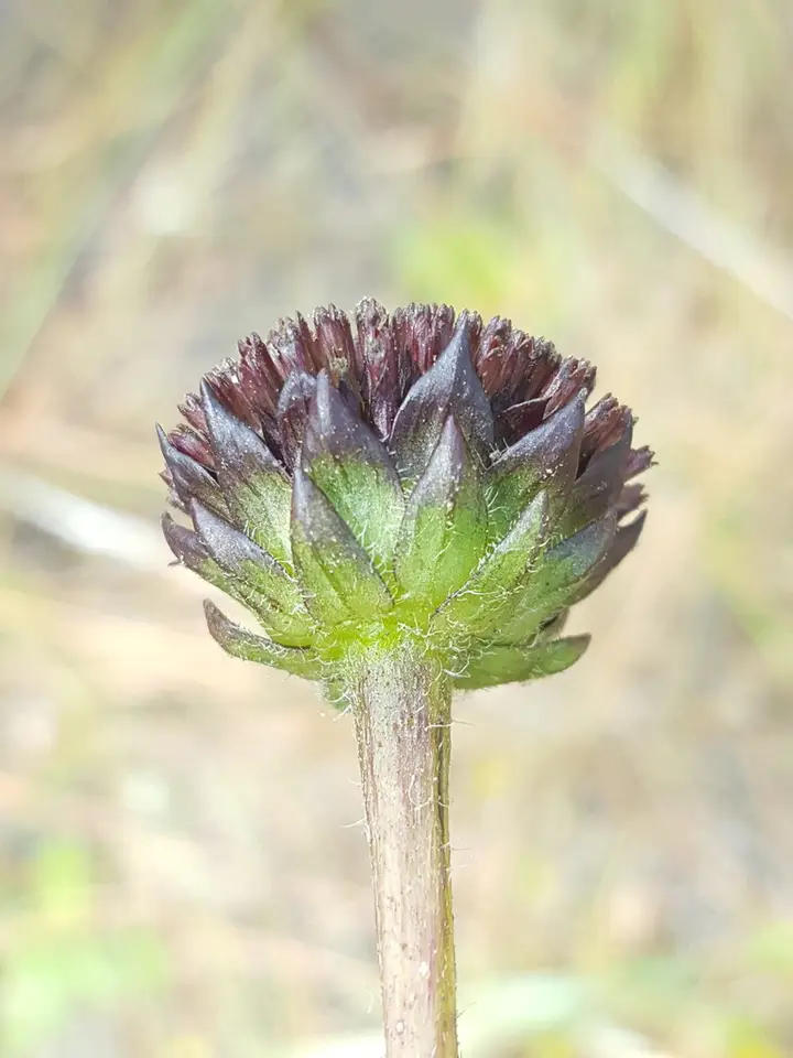 Rayless Sunflower (Helianthus radula)