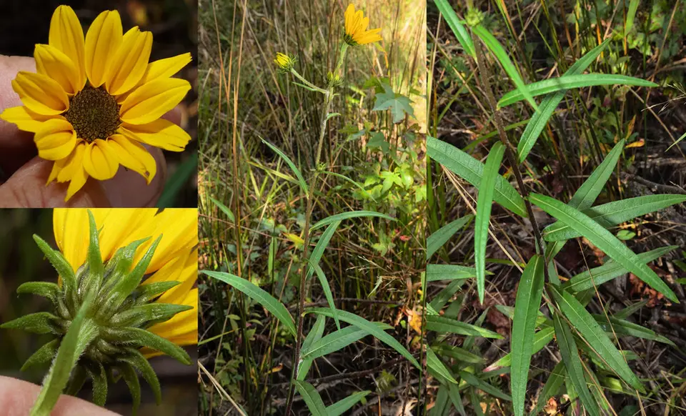 Muck Sunflower (Helianthus simulans)