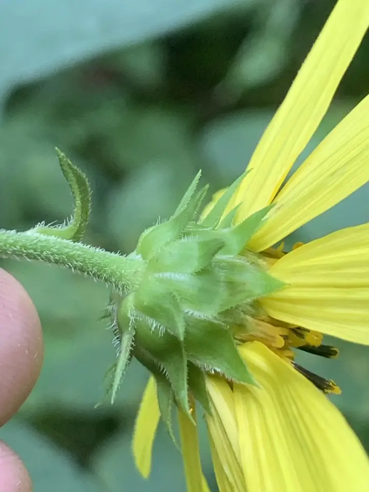 Pale-Leaved Woodland Sunflower (Helianthus strumosus)