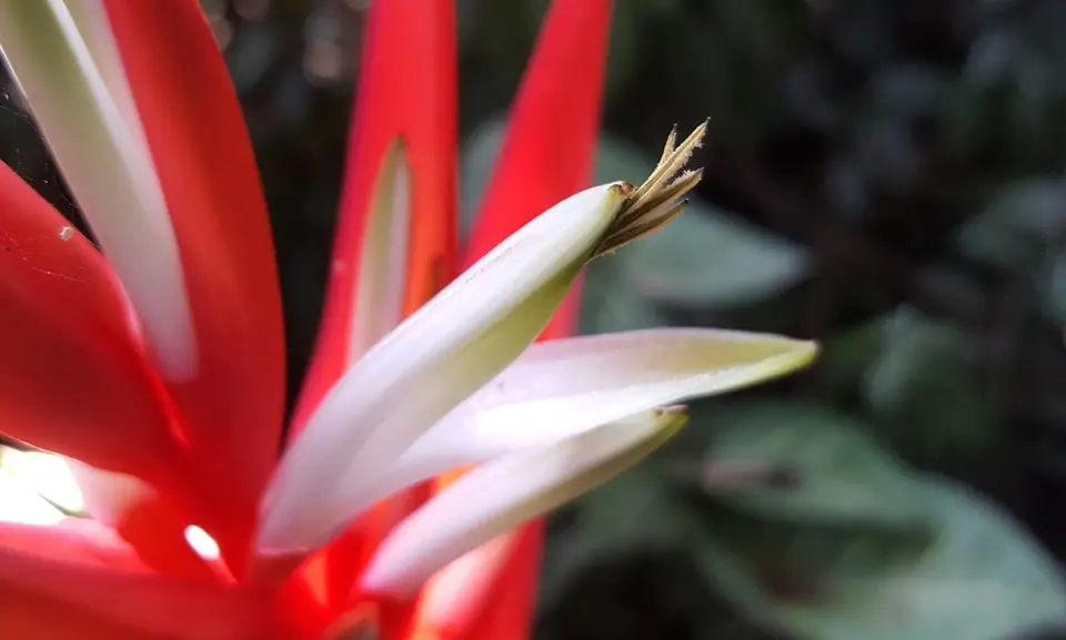 Heliconia angusta (Heliconia angusta)