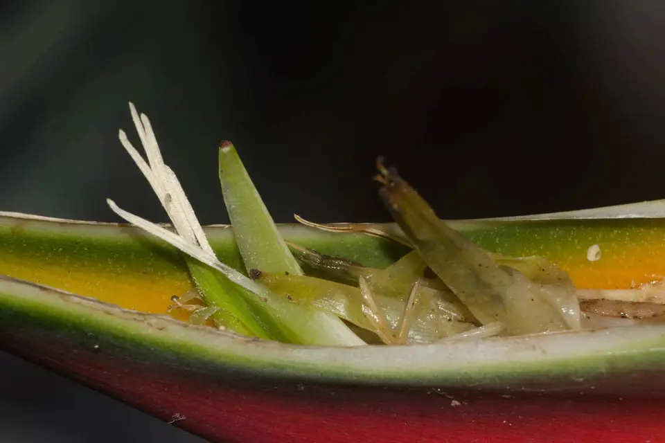 Lobster Claw Heliconia (Heliconia bihai)