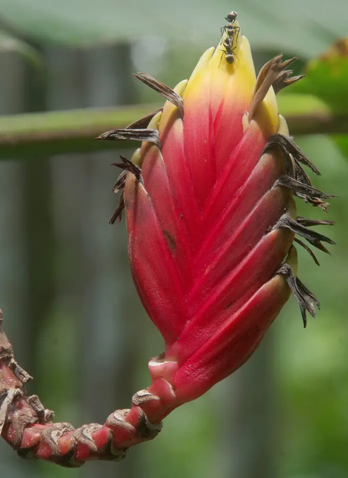 Heliconia episcopalis (Heliconia episcopalis)