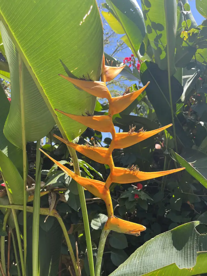 Expanded Lobsterclaw (Heliconia latispatha)