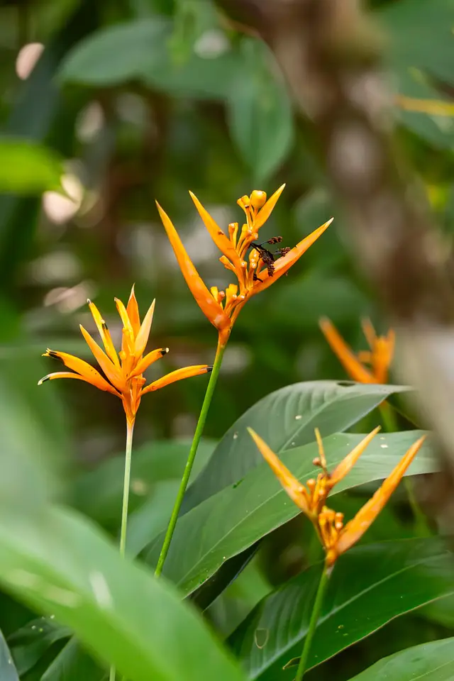 Parrot's Beak (Heliconia psittacorum)
