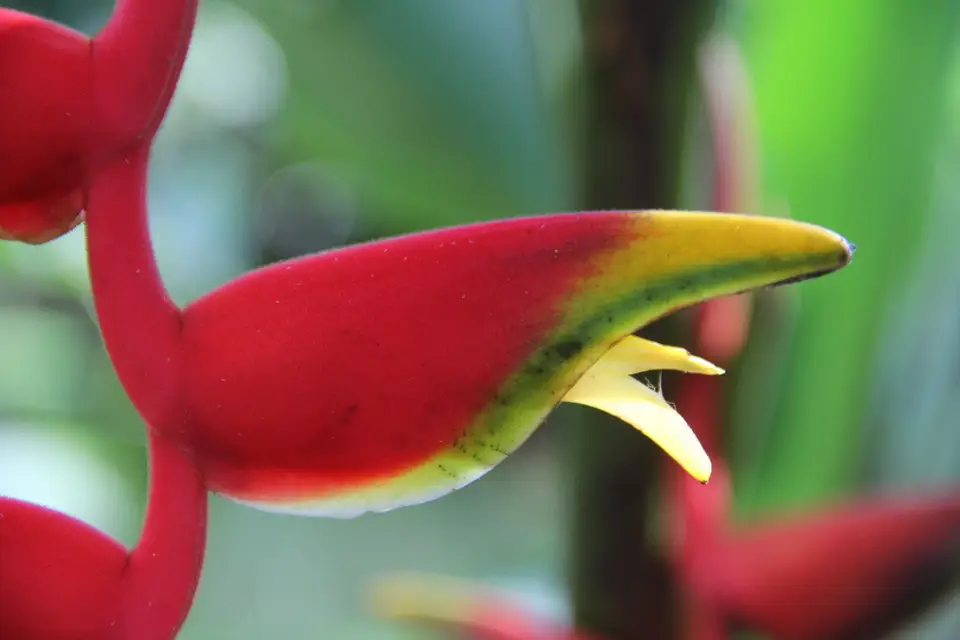 Hanging Lobster Claw Heliconia (Heliconia rostrata)