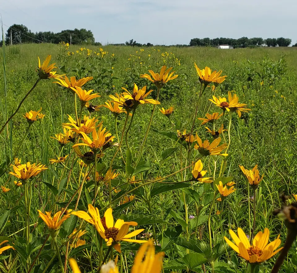 False Sunflower (Heliopsis helianthoides)