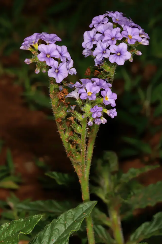 Fragrant Heliotrope (Heliotropium amplexicaule)