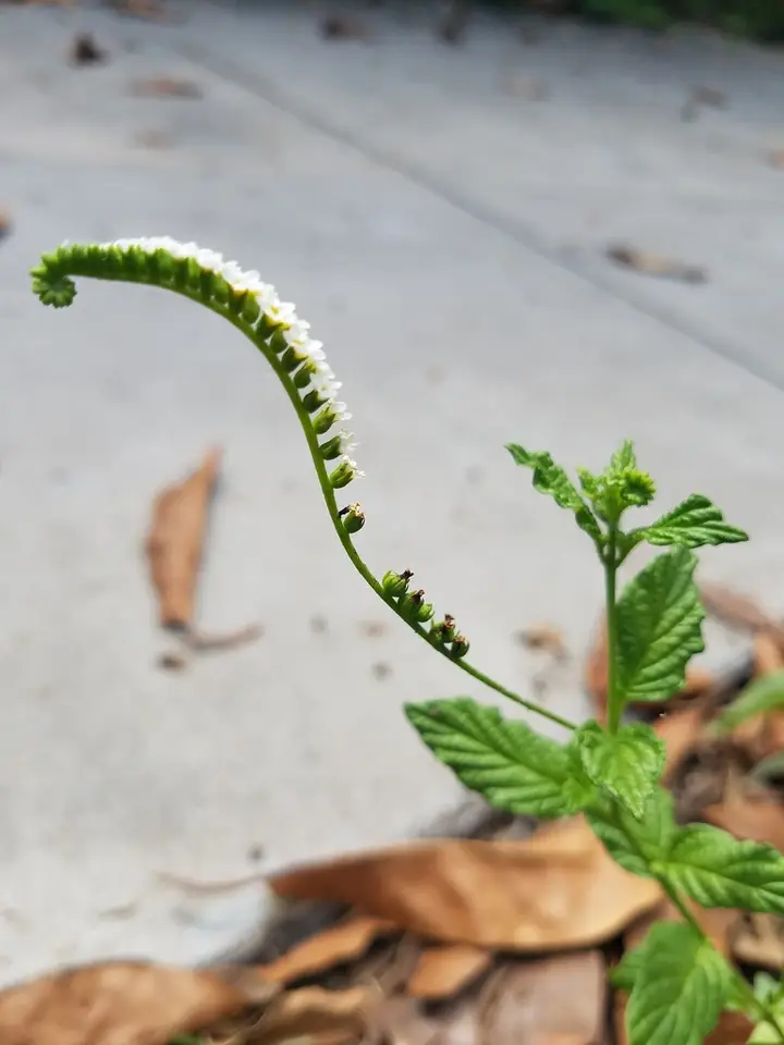 Scorpion's-Tail (Heliotropium angiospermum)