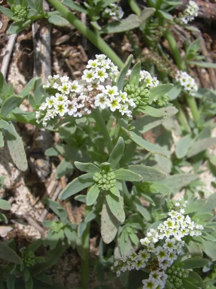 Alkali Heliotrope (Heliotropium curassavicum)