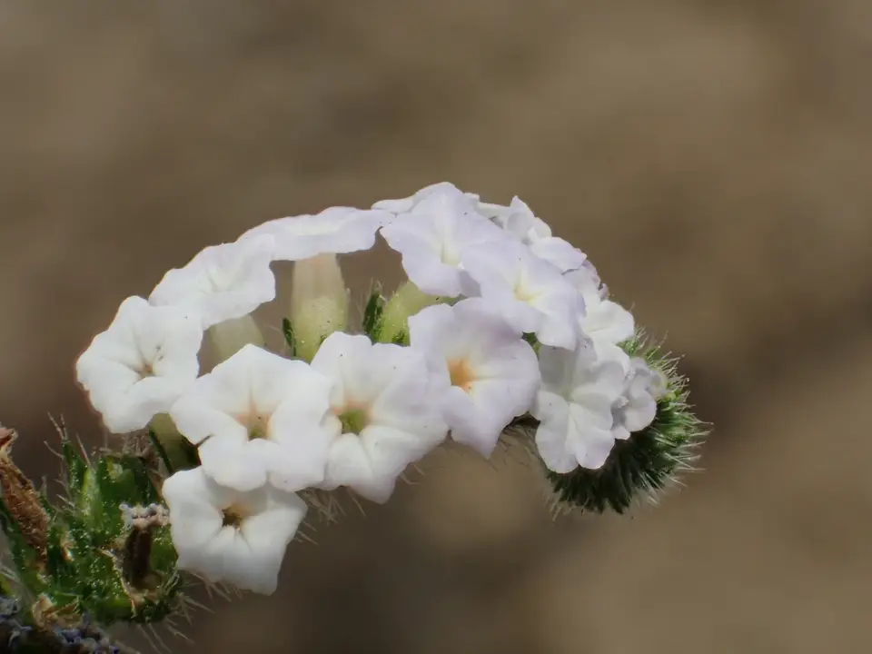 Indian Heliotrope (Heliotropium indicum)