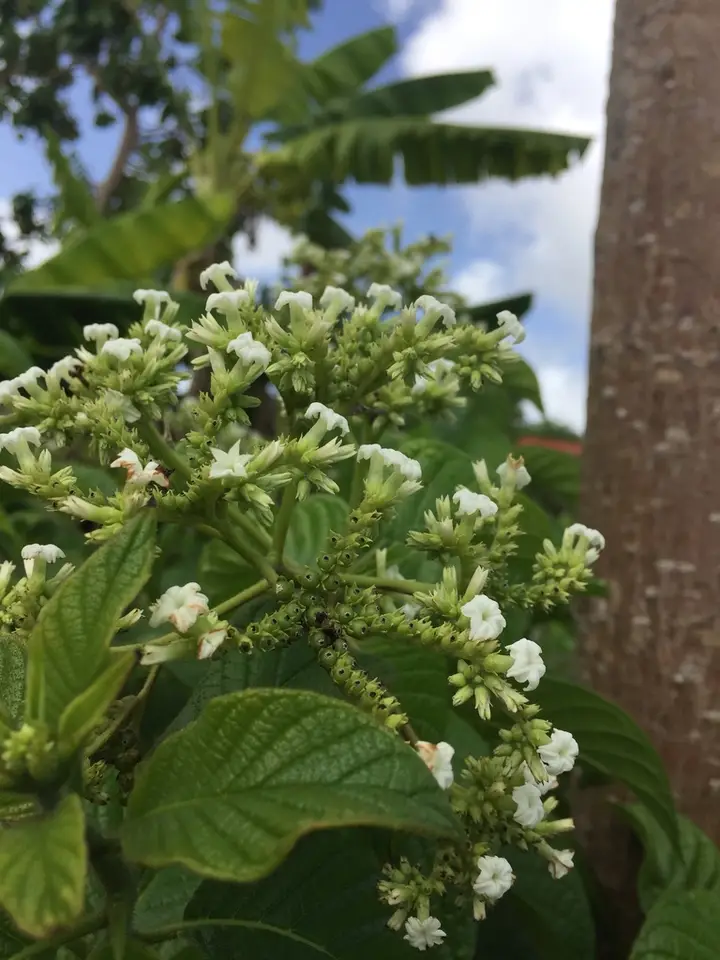 Chiggery Grapes (Heliotropium verdcourtii)