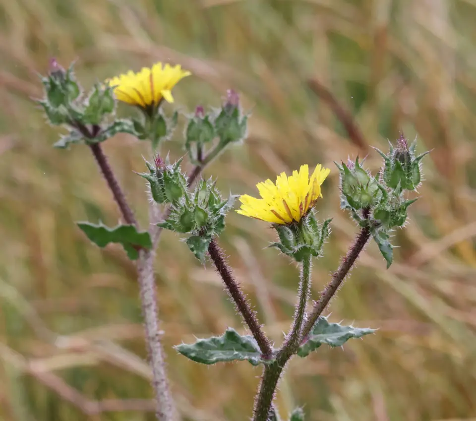 Bristly Oxtongue (Helminthotheca echioides)