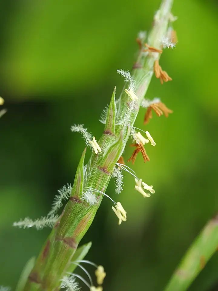 Limpograss (Hemarthria altissima)