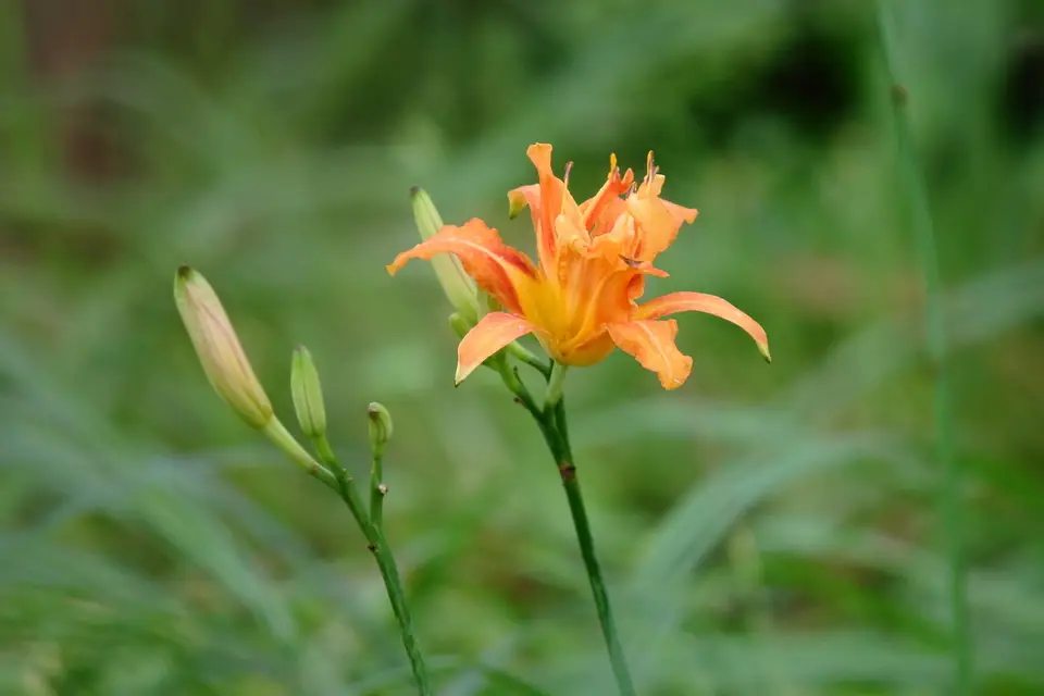 Orange Day-Lily (Hemerocallis fulva)