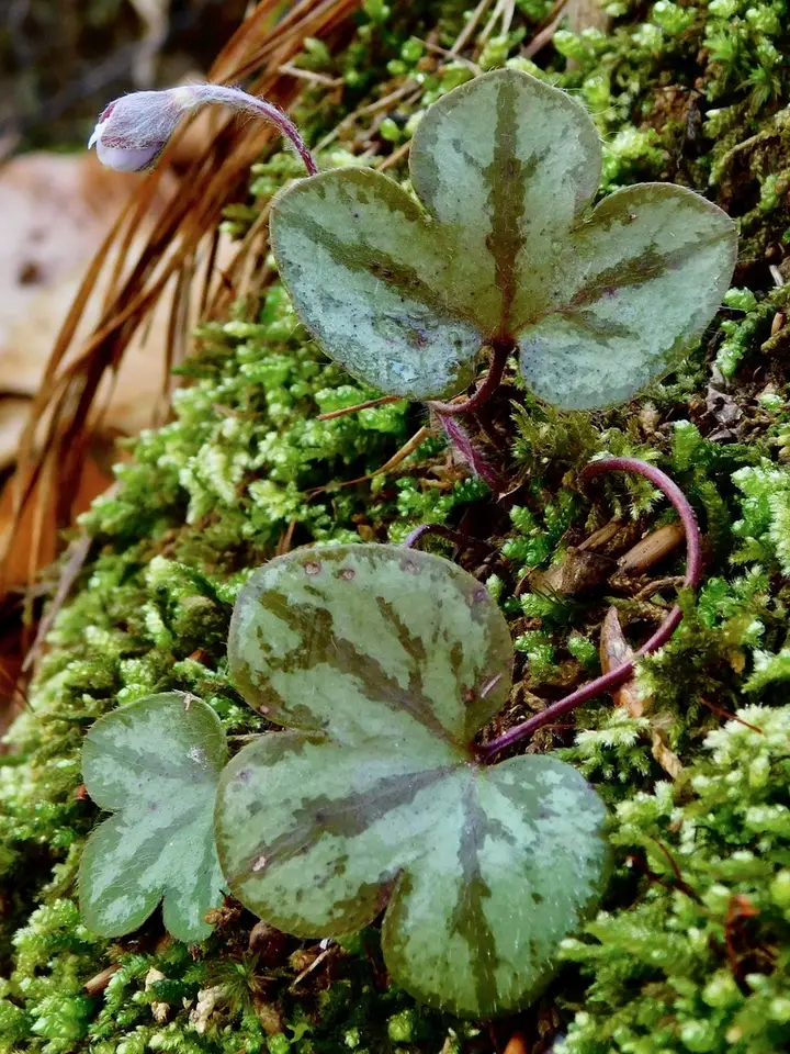 Round-Lobed Hepatica (Hepatica americana)