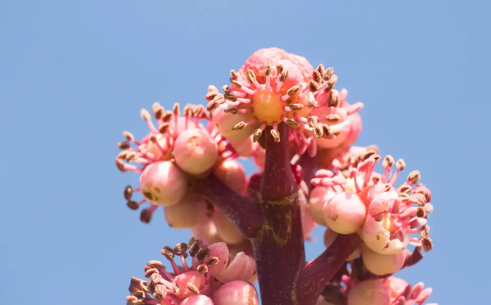 Australian Umbrella Tree (Heptapleurum actinophyllum)