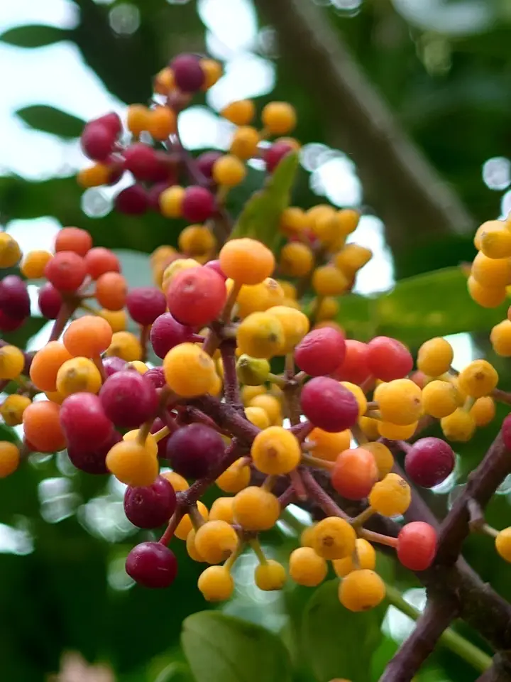 Miniature Umbrella Tree (Heptapleurum arboricola)