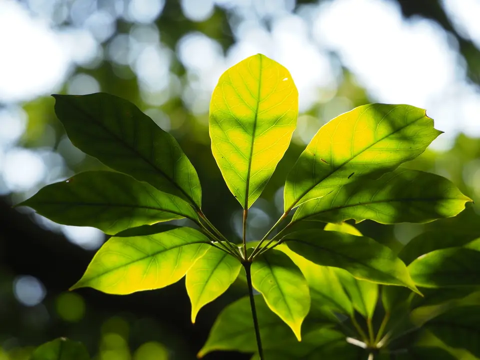 Ivy Tree (Heptapleurum heptaphyllum)