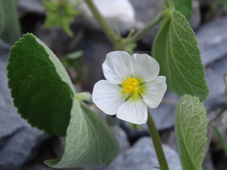 Curly Herissantia (Herissantia crispa)