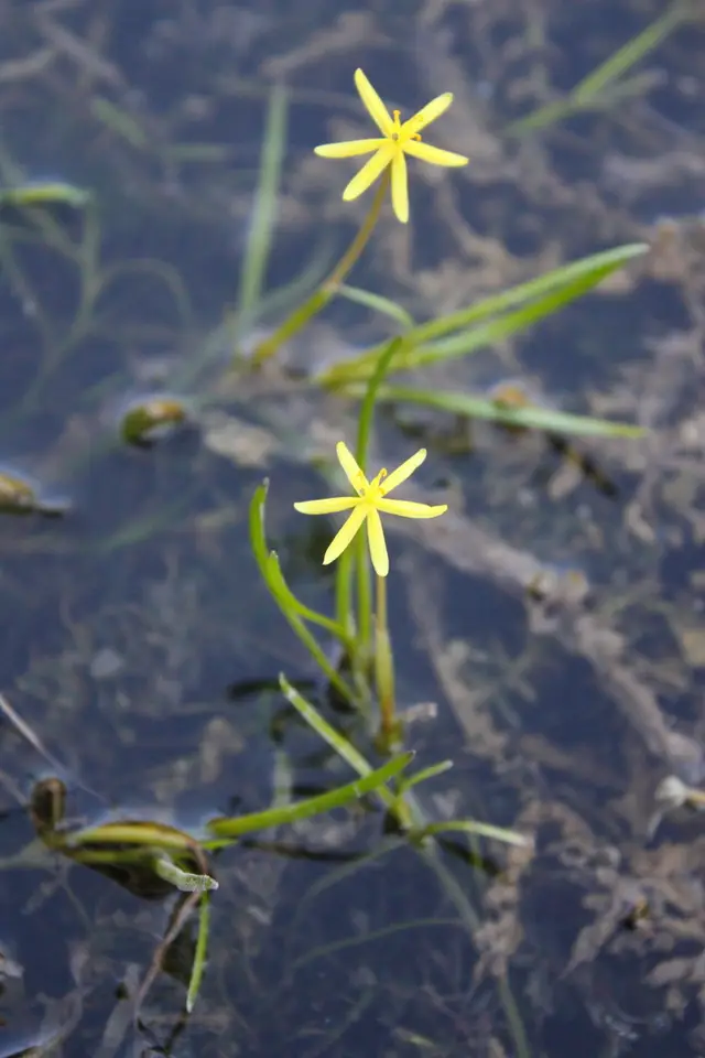 Water Star-Grass (Heteranthera dubia)