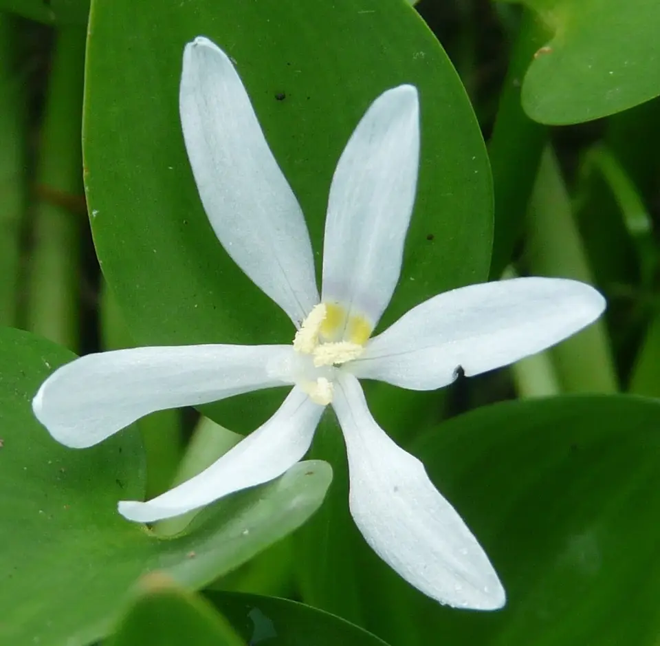 Blue Mudplantain (Heteranthera limosa)
