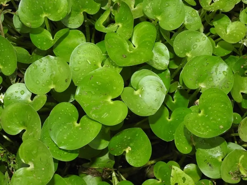 Kidneyleaf Mud Plantain (Heteranthera reniformis)