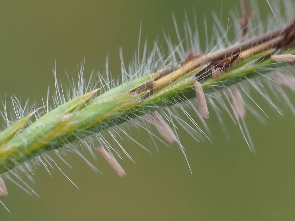 Tanglehead (Heteropogon contortus)