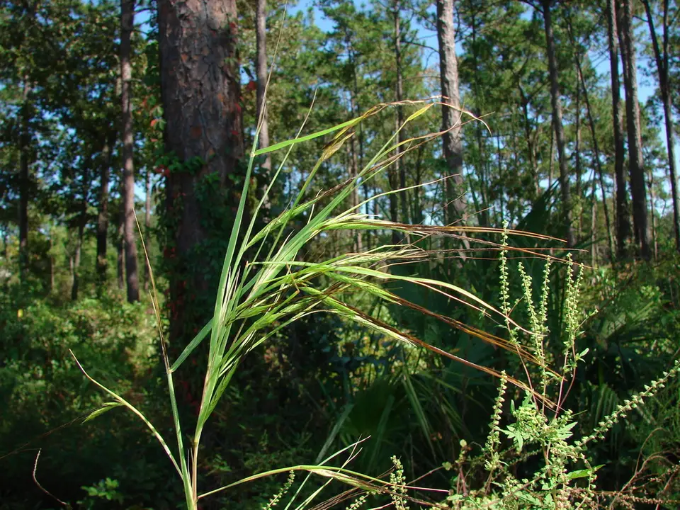 Sweet Tanglehead (Heteropogon melanocarpus)