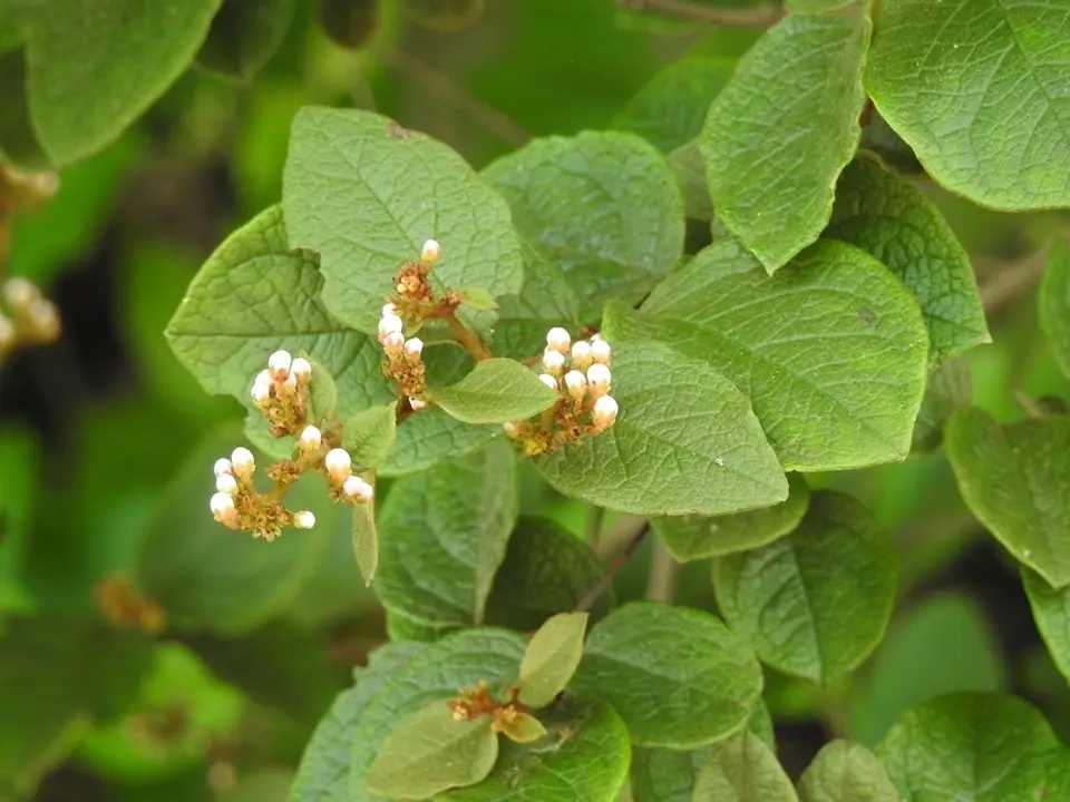 Heteropterys brachiata (Heteropterys brachiata)