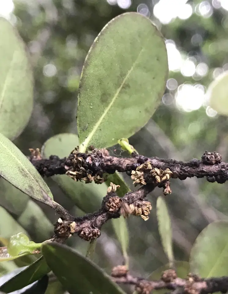 Bahama Maidenbush (Heterosavia bahamensis)