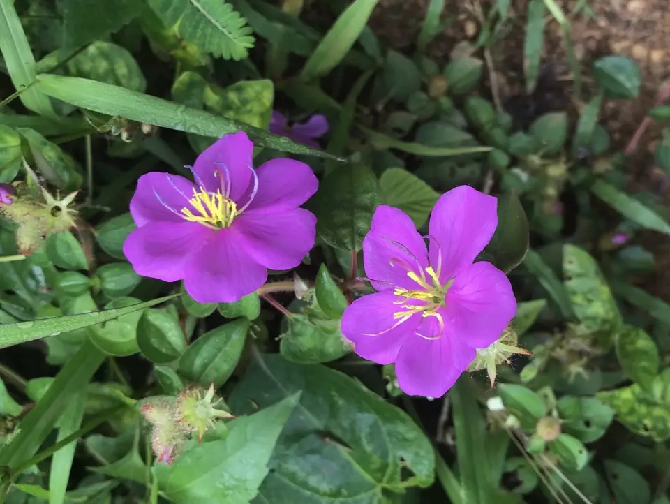 Spanish Shawl (Heterotis rotundifolia)