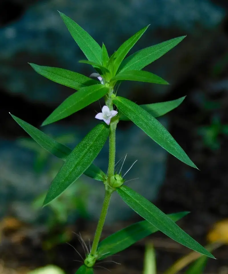 Rough Buttonweed (Hexasepalum teres)