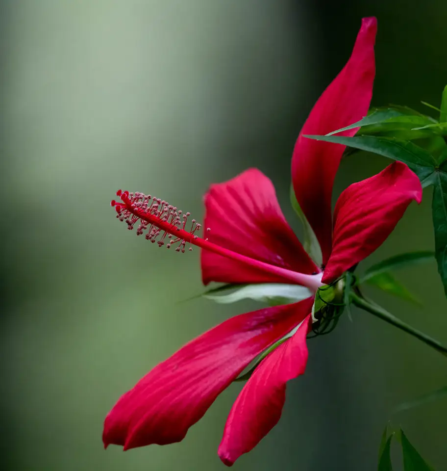 Scarlet Rosemallow (Hibiscus coccineus)