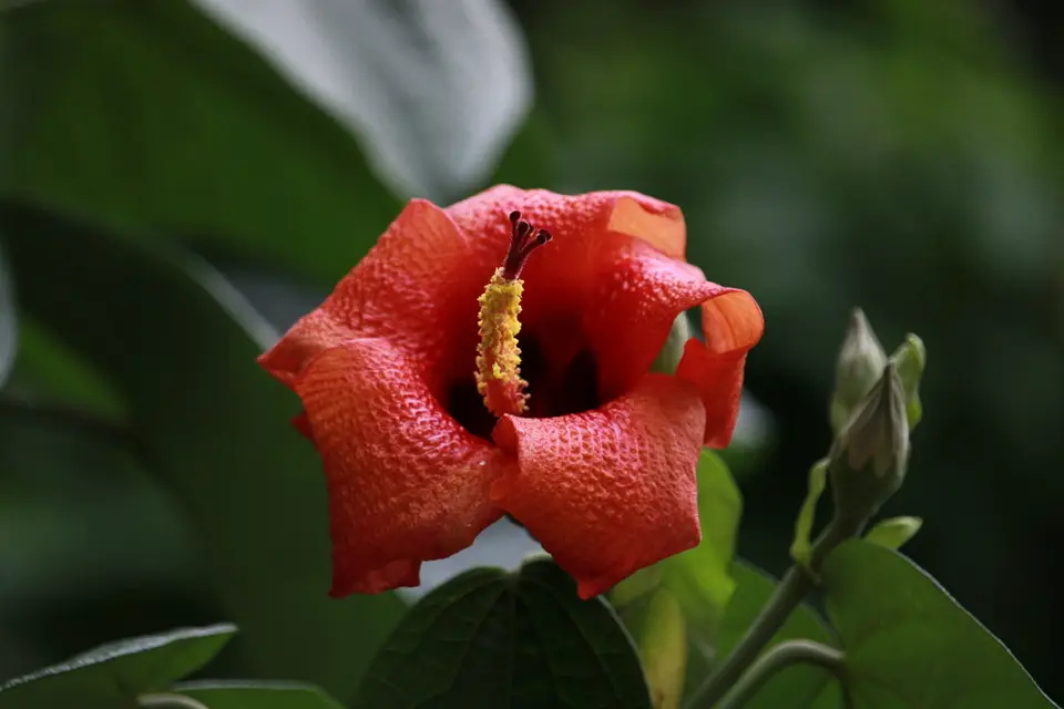 Blue Mahoe (Hibiscus elatus)