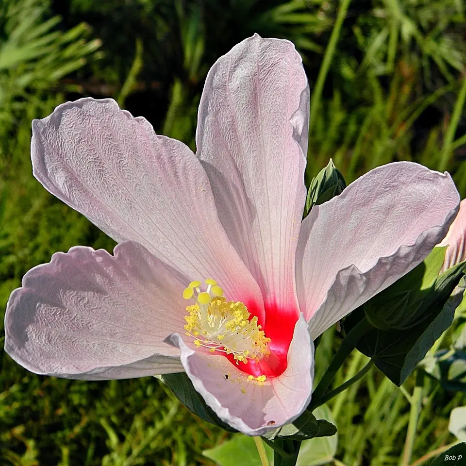 Swamp Rosemallow (Hibiscus grandiflorus)