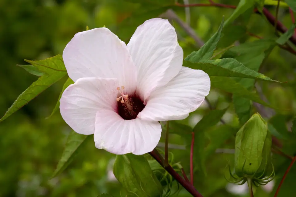 Halberd-Leaf Rosemallow (Hibiscus laevis)