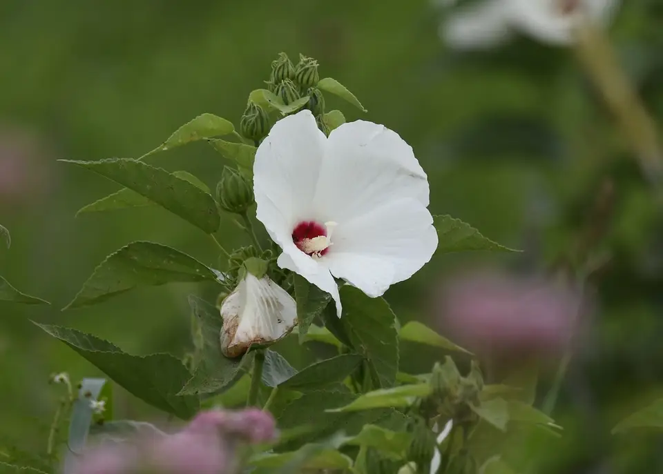 Woolly Rosemallow (Hibiscus lasiocarpos)