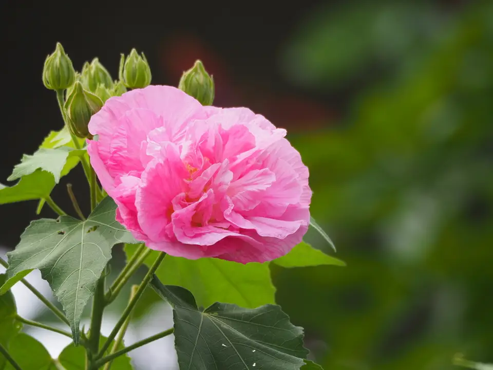 Cotton Rosemallow (Hibiscus mutabilis)