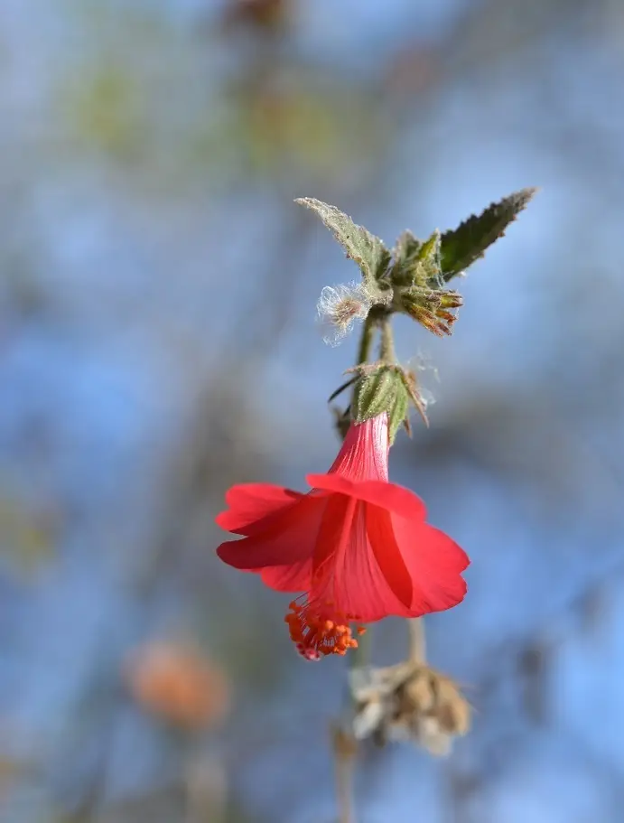 Poeppig's Rosemallow (Hibiscus poeppigii)