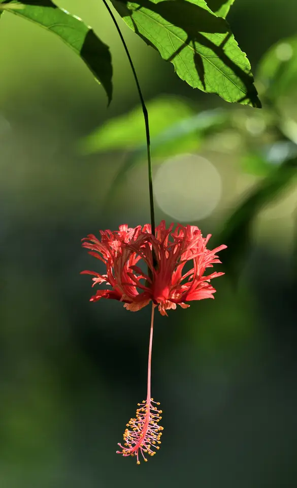 Spider Hibiscus (Hibiscus schizopetalus)