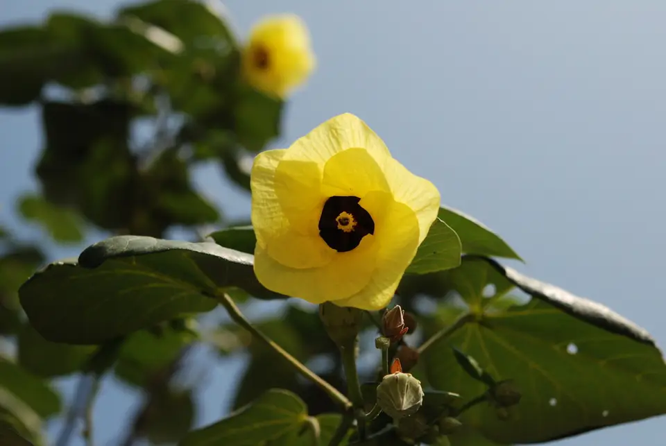 Sea Hibiscus (Hibiscus tiliaceus)