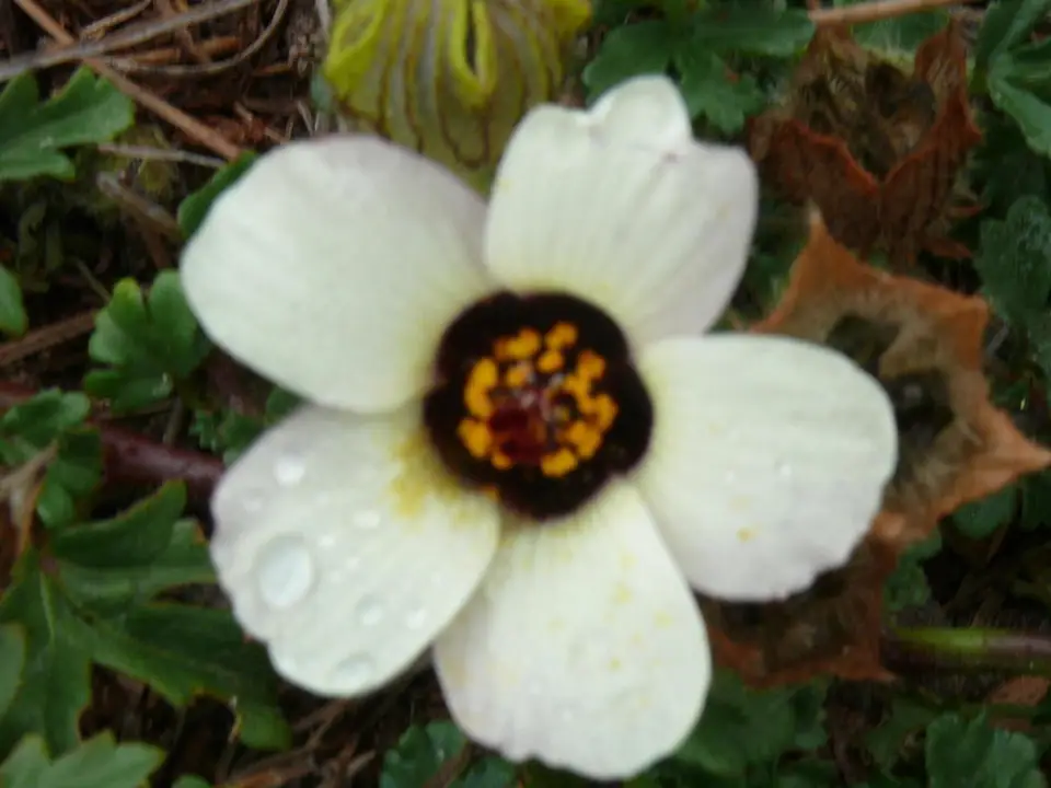 Flower-Of-An-Hour (Hibiscus trionum)